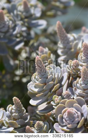 Orostachys Chinese Hat - Latin Name - Orostachys Iwarenge Chinese Hat