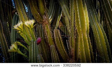 Euphobia Cacti With Flowers In Bloom And Red Pod In National Gardens In Athens Greece