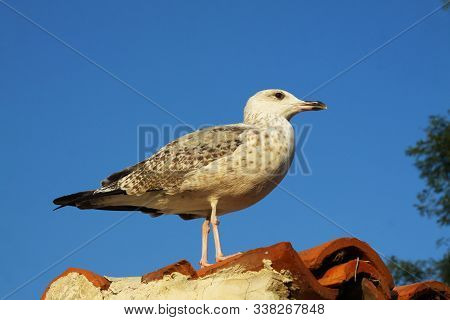 Seagull Sitting On A Roof With A Blue Sky Background And Wispy Clouds
