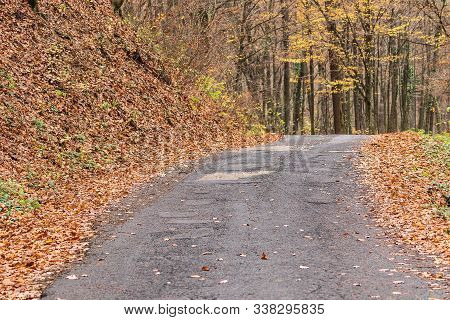 A Deserted Winding Forest Road Goes Deep Into The Forest.  Autumn Forest Trail Is Covered With Yello