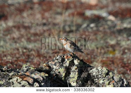 Young Snow Bunting (plectrophenax Nivalis) In Summer Colours Perching On A Rock, Found Near Baker La
