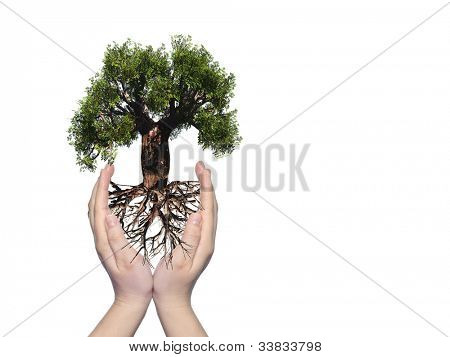 แนวคิดหรือแนวคิด baobab เครื่องมือสีเขียวต้นไม้ มีรากขึ้นในมือ และป้องกัน โดยสาวผม