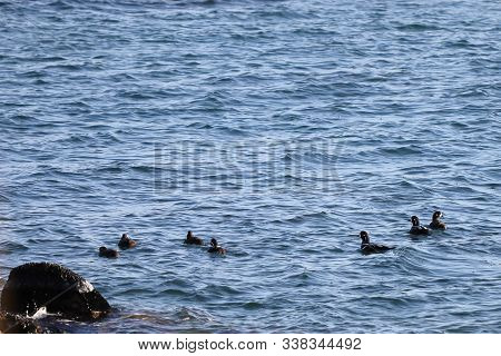 Harlequin Ducks (histrionicus Histrionicus) Flock Swimming On The Sea Surface. Group Of Wild Ducks A