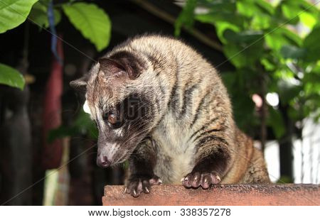 Asian Palm Civet (Civet cat). Produces Kopi luwak. Luwak Coffee is world most expensive coffee 