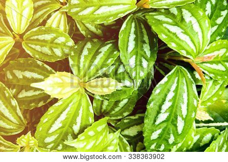 Peperomia Puteolata Is Commonly Known As The Parallel Peperomia Or Watermelon Peperomia In Terms Of 