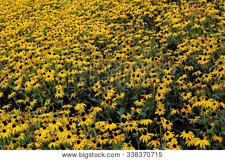 Yellow flowers. Chrysanthemums daisy flowers background yellow pattern. Yellow flowers bouquet bright floral chrysanthemum background. Floral xanthous many daisies pattern background garden meadow