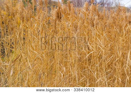 Yellowed Stems, Leaves And Seed Heads Of Water Reed In Late Autumn, Fragment, Background