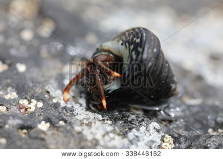Hermit Crab - Clibanarius Aequabilis