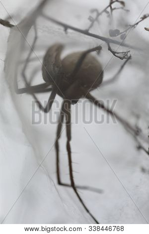 European Nursery Web Spider - Pisaura Mirabilis