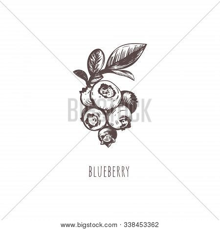 Blueberry Vector Illustration. Blueberry Berry Sketch Hand Drawing. Blueberry Botanical Illustration