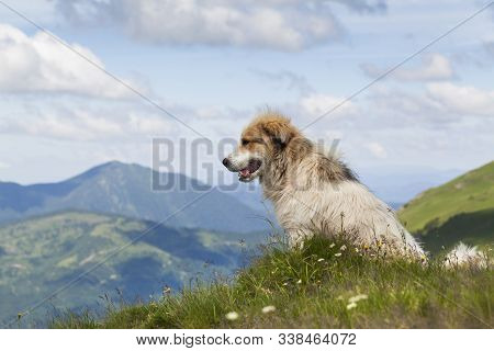 Shepherd Dog In Mountaind, Sitting In The Grass