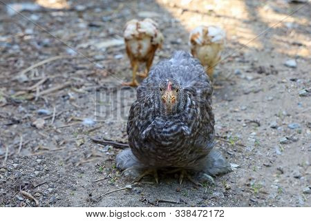 Gray Coior Japan Bantam Hen In Farm Garden At Thailand