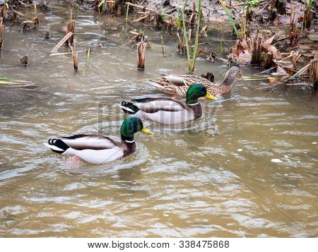 Ducks In The Manzanares River Recovered For Funa And Flora In The City Of Madrid