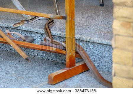 The Radiated Ratsnakes Or Copperheas Rat Sanake On The Floor At Home In Thailand