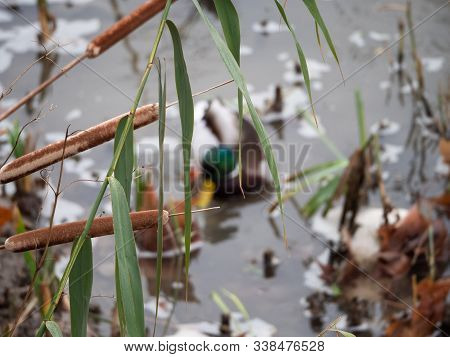 Ducks Male In The Manzanares River Recovered For Funa And Flora In The City Of Madrid