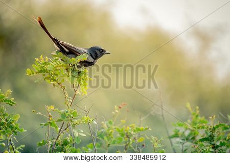 The White-bellied Drongo Is A Species Of Drongo Found Across The Indian Subcontinent