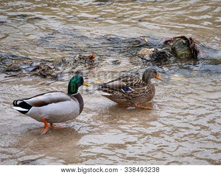 Duck In The Manzanares River Recovered For Funa And Flora In The City Of Madrid