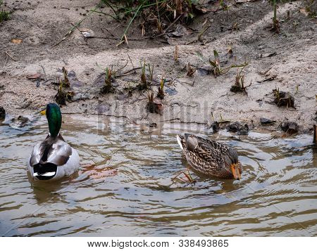 Duck In The Manzanares River Recovered For Funa And Flora In The City Of Madrid