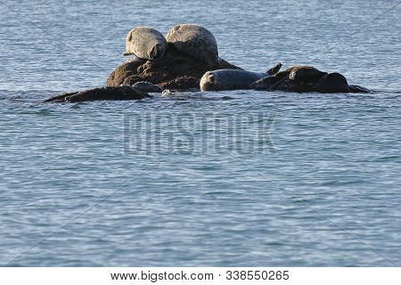 Seals (spotted Seal, Largha Seal, Phoca Largha) Laying On The Rock In  Sea Water In Sunny Day. Wild 