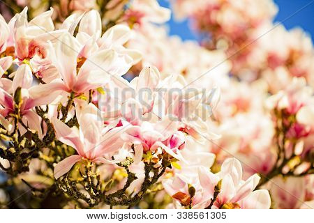 Beautiful Magnolia Blossums In Springtime On Blue Sky