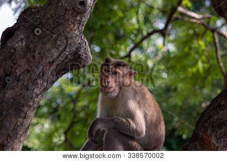 Monkey Sitting Over A Tree In Eastern Ghats, Yercaud, Tamil Nadu