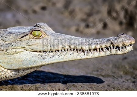 Caiman Crocodile Resting At The Riverbank Of The Sierpe Mangrove National Park In Costa Rica Wildlif