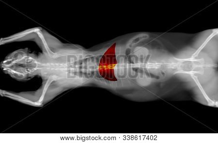 Black And White Ct Scan Of A Cat Pet On A Black Background. Oncology Veterinary Diagnostic X-ray Tes
