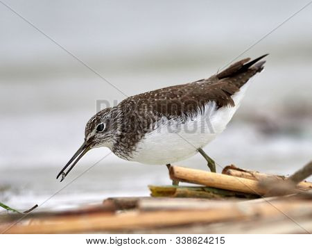 sandpiper (Tringa Ochropus) on the lake shore