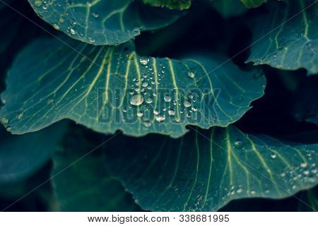 Blue Cabbage Leaf, Classic Blue Color. Cabbage Leaf With Drops After Rain, Natural Background In The