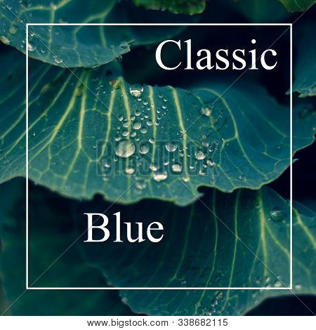 Blue Cabbage Leaf, Classic Blue Color. Cabbage Leaf With Drops After Rain, Natural Background In The