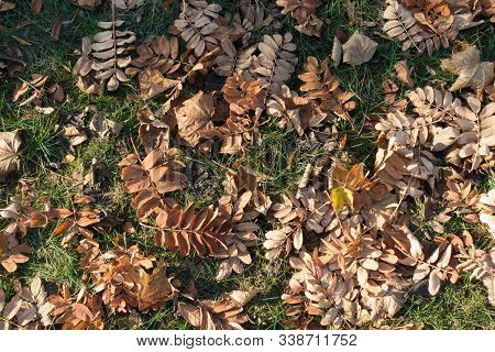 Green Grass Covered With Fallen Leaves Of Rowan From Above