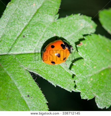 A Close Up Of A Ladybug On A Leaf