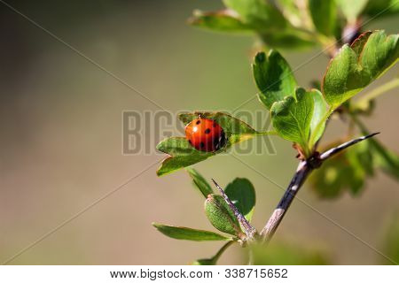 A Close Up Of A Ladybug On A Leaf