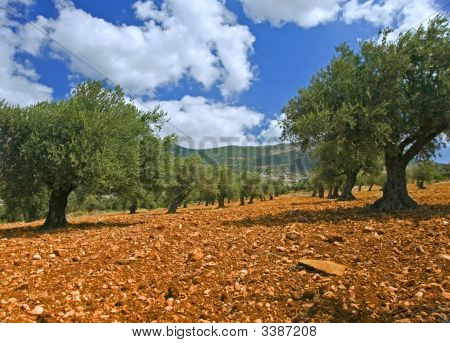 Olive Grove