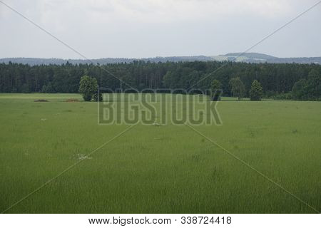 Field With Forest And Hill On The Horizon In Saxon Switzerland, Germany