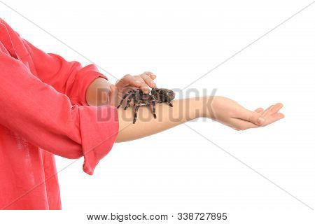 Woman Holding Striped Knee Tarantula On White Background, Closeup