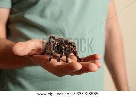 Man Holding Striped Knee Tarantula On Beige Background, Closeup