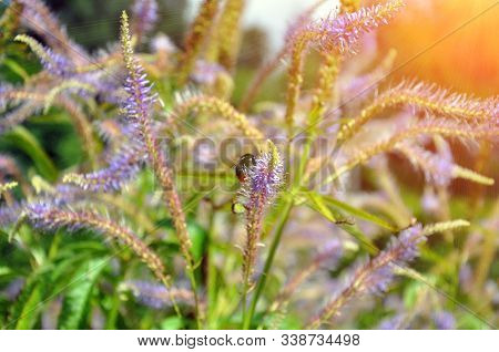 The Blue Flower Of The Garden Plant Veronicastrum Virginicum Rosea, Native To Canada And The Usa.