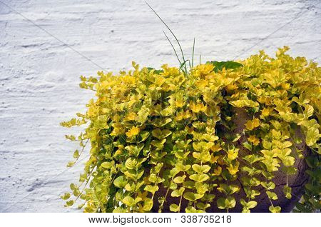 Golden Creeping Jenny, Scientific Name Lysimachia Nummularia, In A Cache-pot