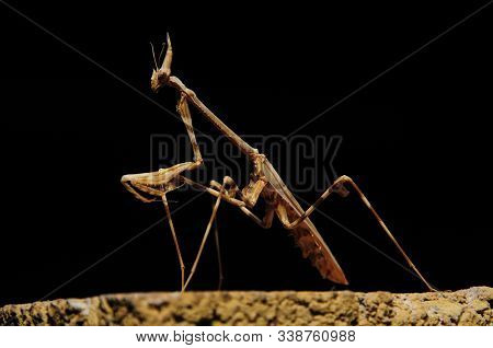 Praying Mantis In The Kalahari Desert Northern Cape