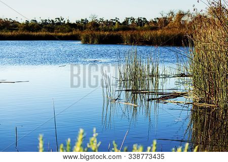 Bright Cobalt Blue Water In Pond With Ratan Reeds Along Shoreline