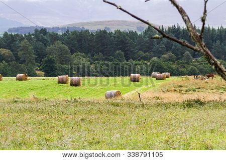 Hay Bails In The Highlands