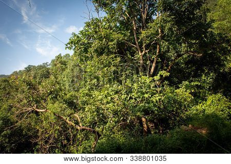 Landscape View Along The Ghat Road On The Way To Yercaud, Salem, India