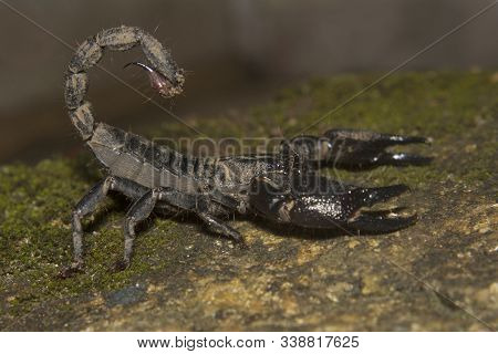 Forest Scorpion, Heterometrus Sp, Scorpionidae At Thenmala In Kerala