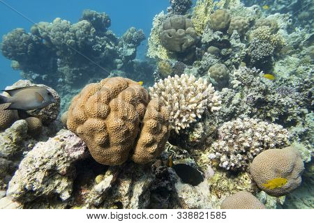 Colorful Coral Reef At The Bottom Of Tropical Sea, Great Favites Abdita Coral, Underwater Landscape