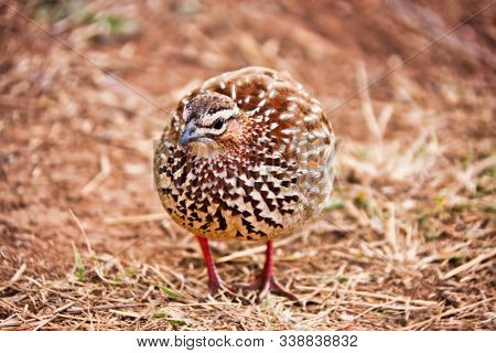 a sand sandgrouse bird in the field looking for food