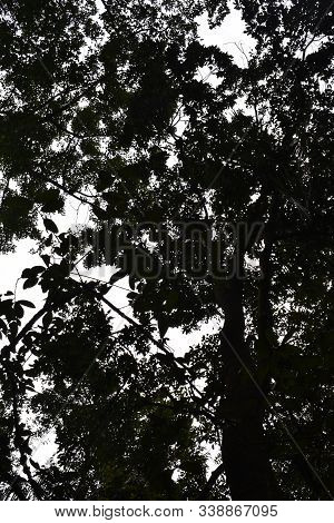 Unedited Silhouette Picture Of Branches Of Tree