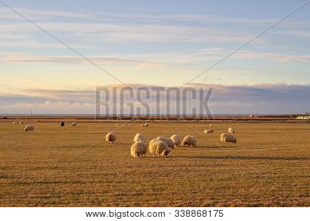Colorful Autumn Nature In Iceland. Beautiful Icelandic Landscape With Big Field, Sky With Clouds And
