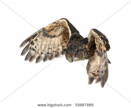 Eurasian Bufo-real, Bubo bubo, 15 anos de idade, voando contra o fundo branco