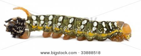 Spurge เหยี่ยวท้าย molting, Hyles Euphorbiae หนอนผีเสื้อ สัปดาห์ 3 กับพื้นหลังสีขาว